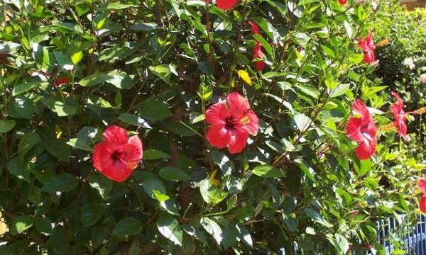 SALSA QOMARIYYAH Kembang  sepatu  Hibiscus rosa sinensis L 